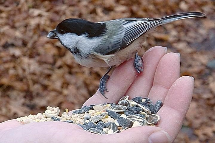 Susan Smith chickadee Lenten Devotional 2019